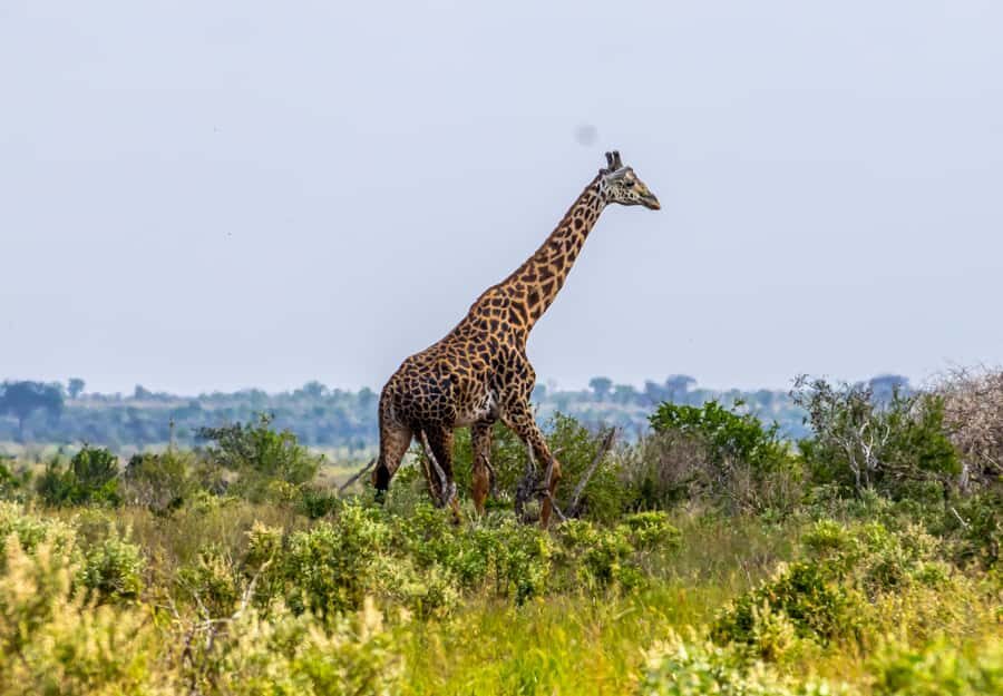 From Kilifi, Watamu, Malindi: Tsavo East Day Safari - Key things that make this Tsavo East safari worth your time