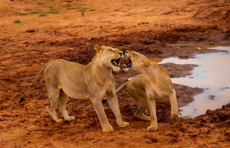 From Kilifi, Watamu, Malindi: Tsavo East Day Safari - Tsavo East day-trip flow: from the Kenyan coast into the wild