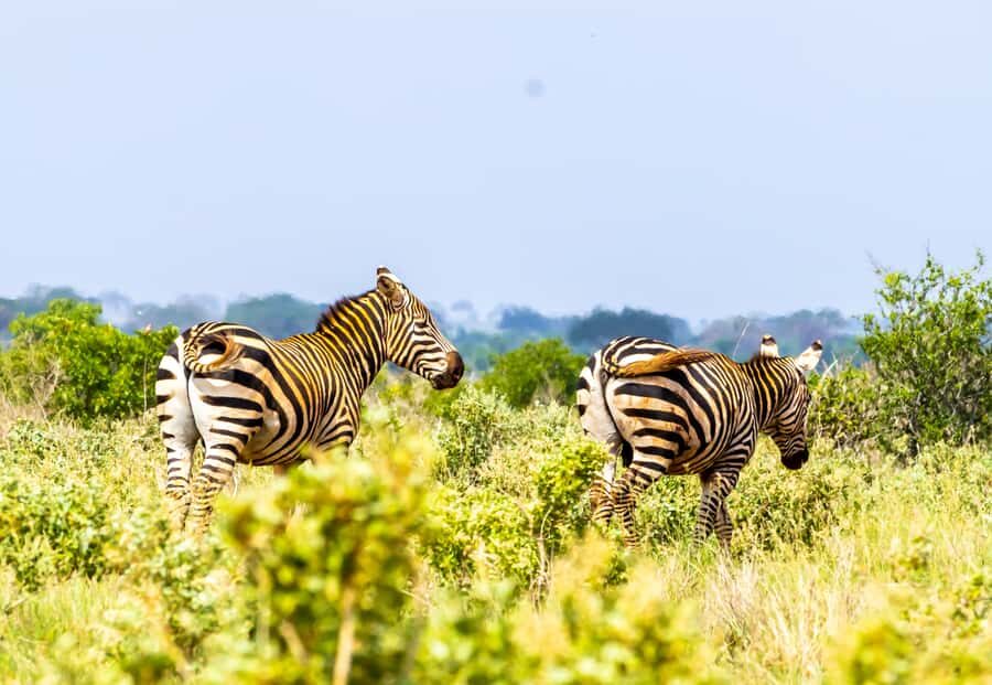 From Kilifi, Watamu, Malindi: Tsavo East Day Safari - Game drives on real ground: what the guides help you notice