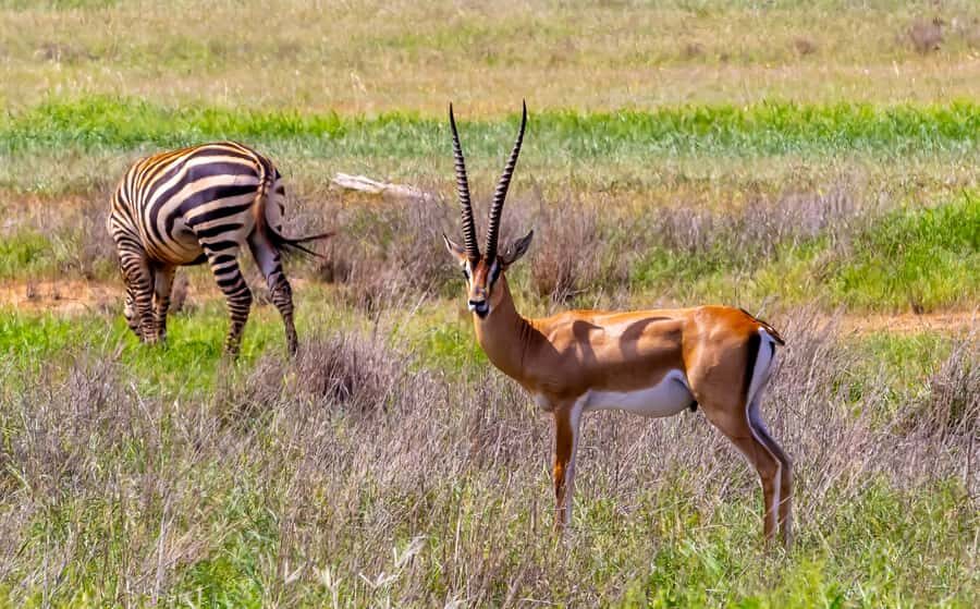 From Kilifi, Watamu, Malindi: Tsavo East Day Safari - The road journey details: timing, comfort, and the 12-hour reality