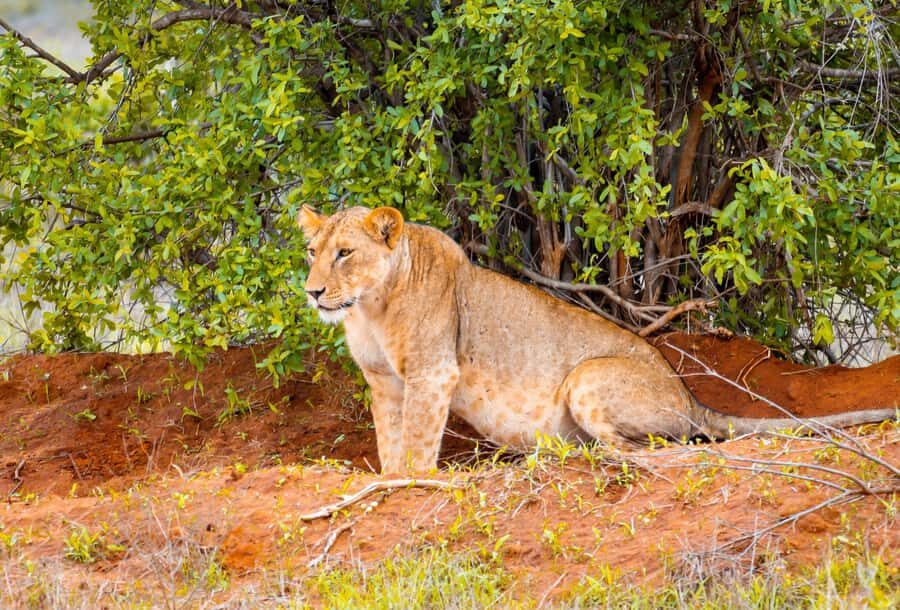 From Kilifi, Watamu, Malindi: Tsavo East Day Safari - Lunch in the bush: budgeting for food and drinks