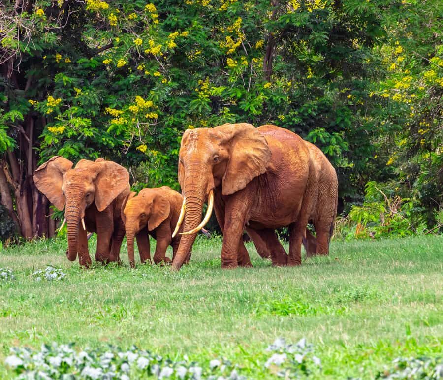 From Kilifi, Watamu, Malindi: Tsavo East Day Safari - Who this safari suits best (and who should skip it)