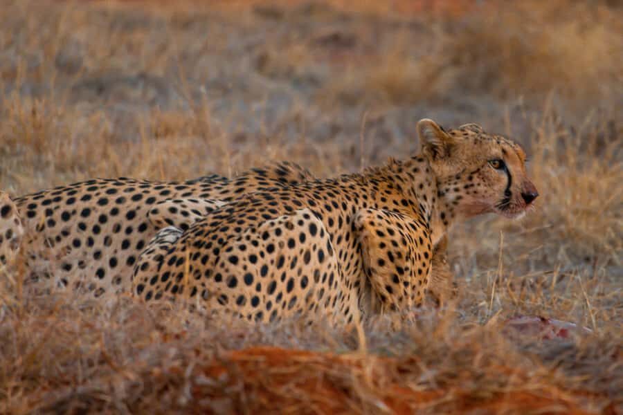 From Kilifi, Watamu, Malindi: Tsavo East Day Safari - Small checklist for your Tsavo East day safari