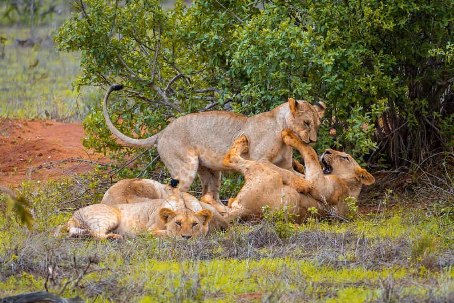 From Kilifi, Watamu, Malindi: Tsavo East Day Safari - Wildlife time: Red Elephants, big cats, and bird spotting