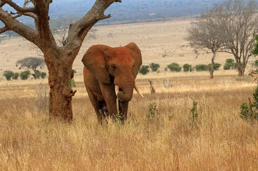 From Mombasa/Diani: Tsavo East National Park Day Trip - Key things that make this Tsavo East trip worth your time