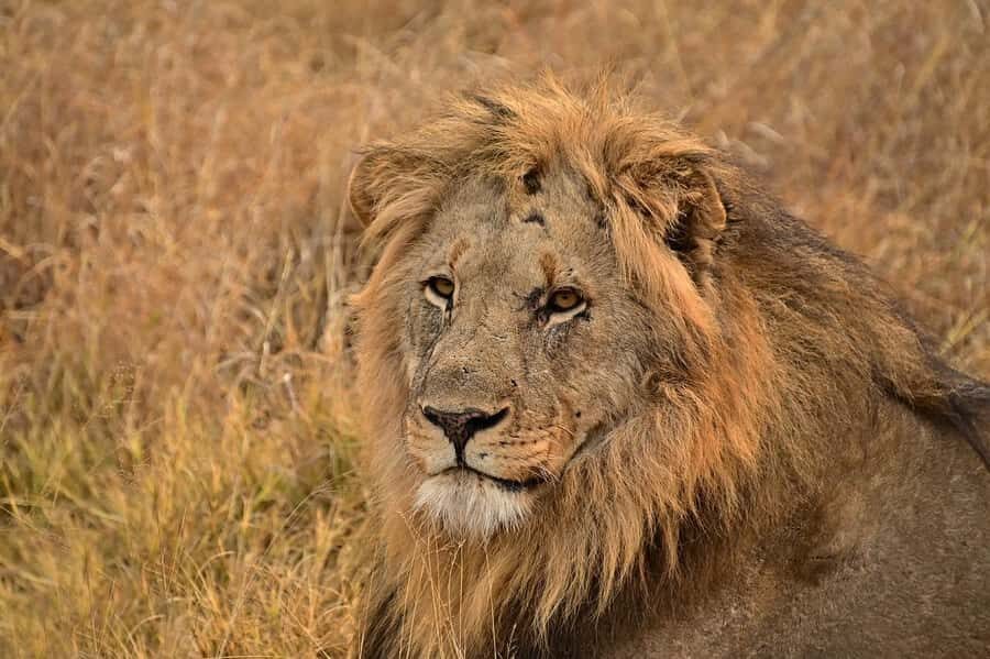 From Mombasa/Diani: Tsavo East National Park Day Trip - Aruba Dam Stop: Why Wildlife Shows Up Here, Especially in Dry Months