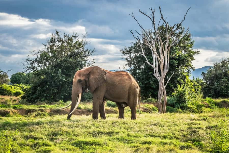 From Mombasa/Diani: Tsavo East National Park Day Trip - Price and logistics: Is $310 per person good value?
