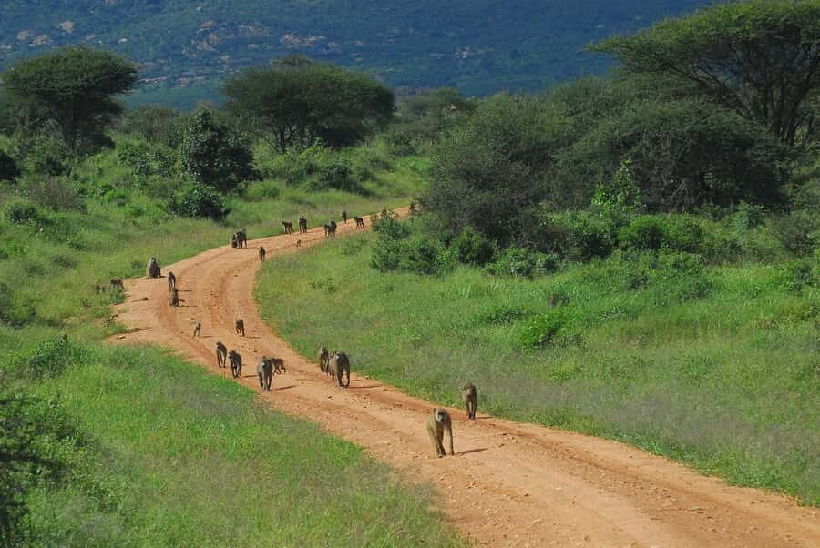 From Mombasa/Diani: Tsavo East National Park Day Trip - Should you book this Tsavo East day safari from Mombasa?