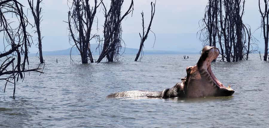 From Nairobi: 2-Day Naivasha Safari with Accommodation - Key Highlights You’ll Feel the Most