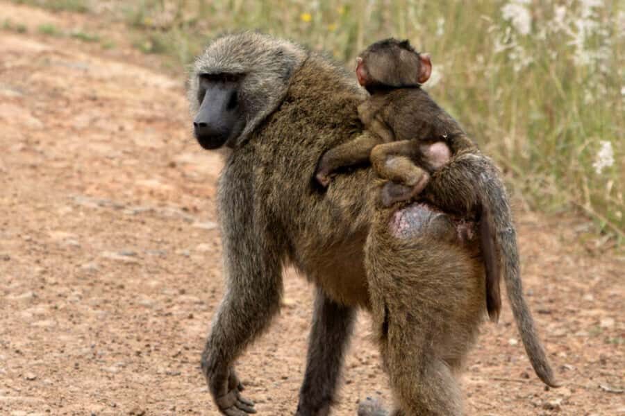 From Nairobi: 2-Day Naivasha Safari with Accommodation - Price and Value: What $248 Covers (and What Costs Extra)