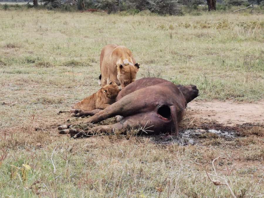 From Nairobi: 3-Day Amboseli National Park Safari - Nairobi to Amboseli: the drive that changes your mood