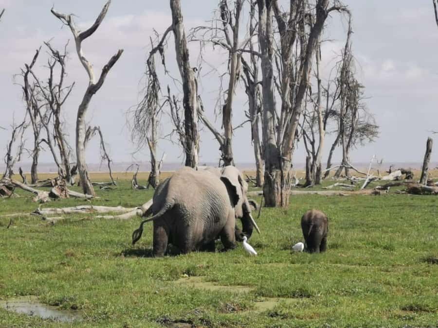 From Nairobi: 3-Day Amboseli National Park Safari - Kilimanjaro in the frame: what the morning light on Day 2 really does