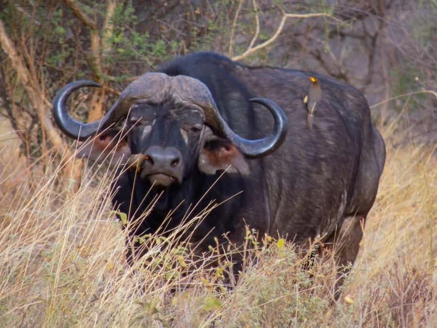 From Nairobi: 3-Day Amboseli National Park Safari - The last early drive on Day 3: timing you can’t fake