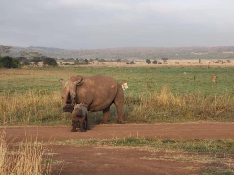 From Nairobi: 3-Day Amboseli National Park Safari - Price and fees: is $480 good value for Amboseli?