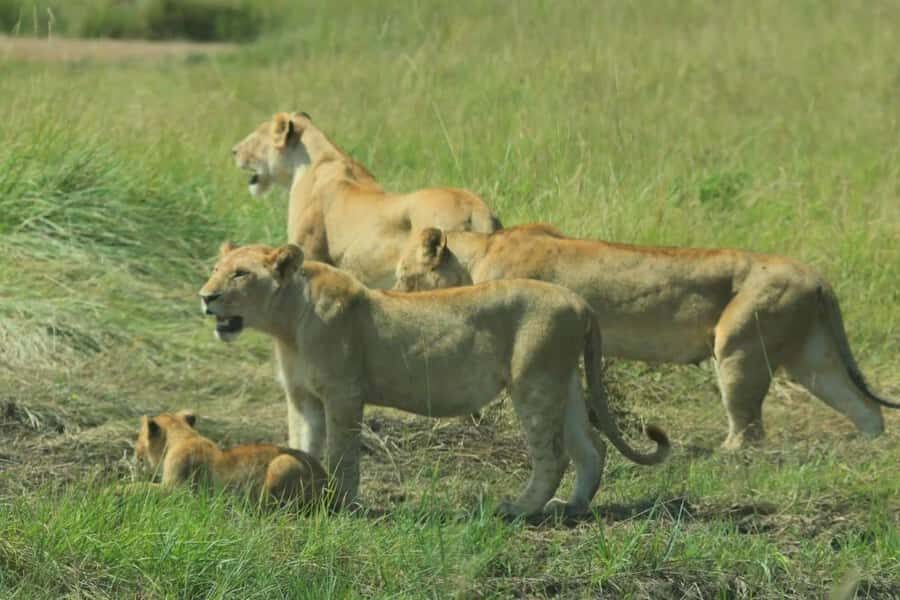 From Nairobi: 3-Day Amboseli National Park Safari - Who should choose this Amboseli safari (and who should rethink)