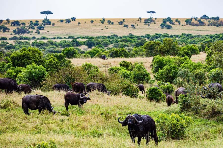 From Nairobi: 3 Days 2 Nights Masai Mara Group Safari - Day 1: Nairobi pickup, Rift Valley views, lunch check-in, then a 4:00 pm sunset drive