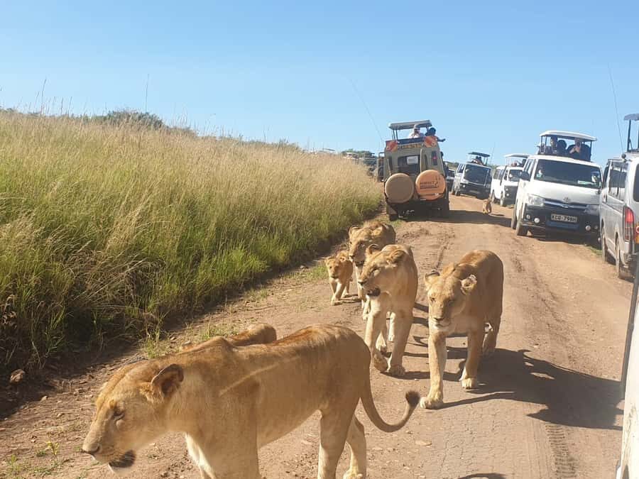 From Nairobi: 7 Days Masai Mara, Nakuru, and Amboseli Safari - The vehicle and guide setup: where the safari quality is really made
