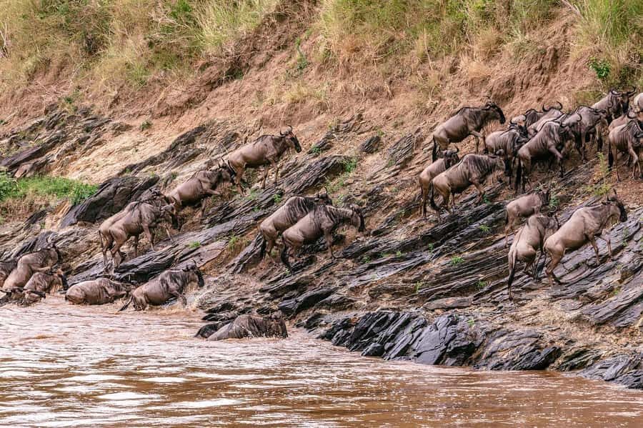 From Nairobi: Day Tour to Maasai Mara - Arriving via Sekenani Gate: how the game drive route sets you up