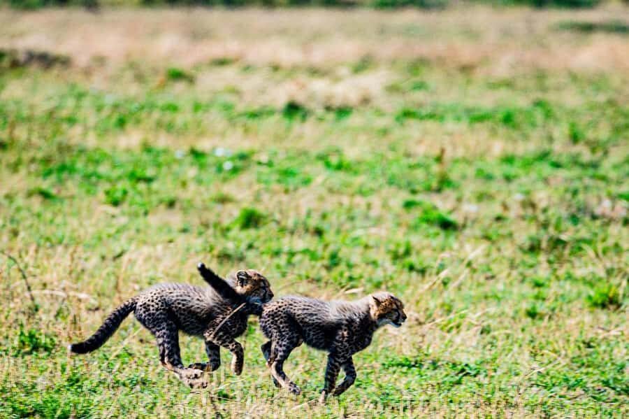 From Nairobi: Day Tour to Maasai Mara - When the wildebeest migration peaks, the Mara changes pace