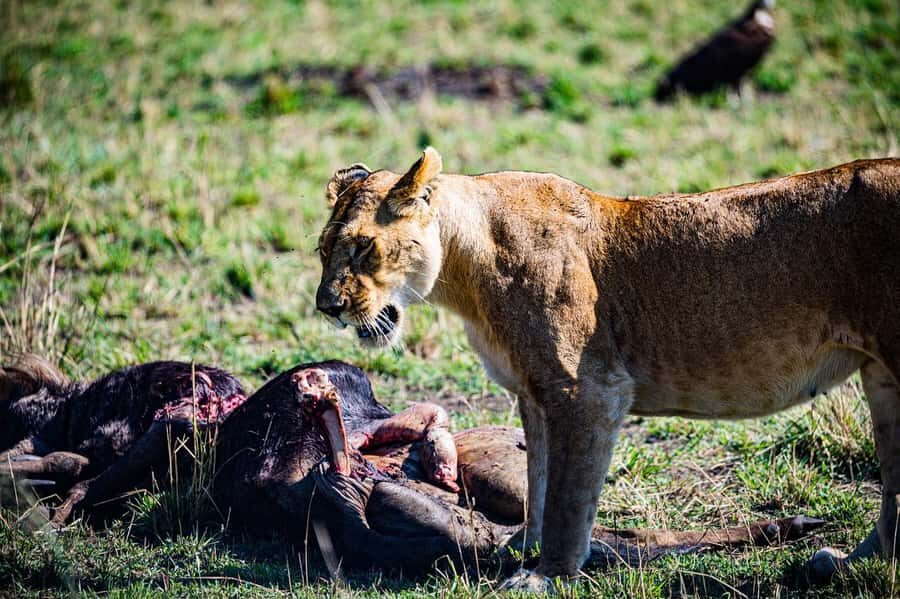 From Nairobi: Day Tour to Maasai Mara - Price and what you’re paying for (including park entrance fees)