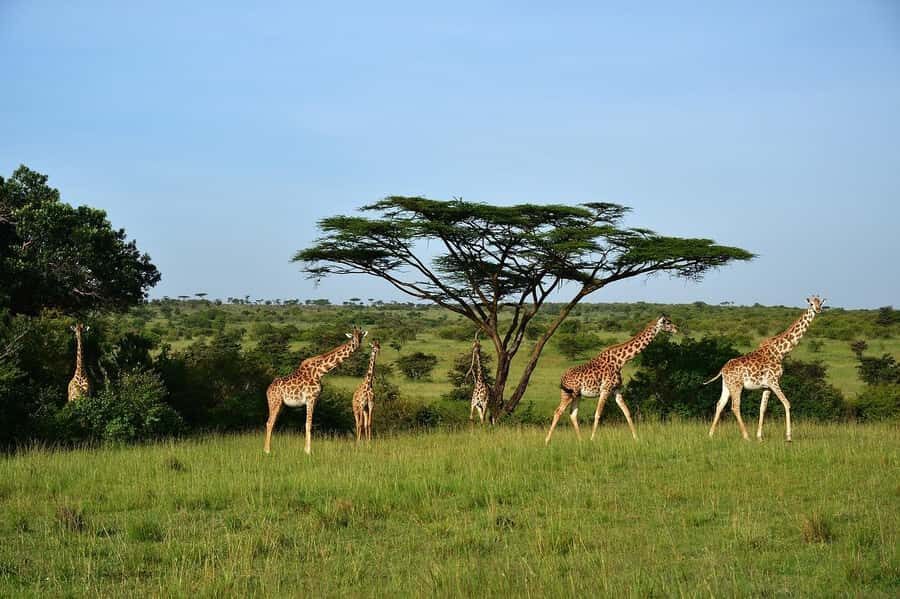 From Nairobi: Day Tour to Maasai Mara - What you’ll likely see on a short schedule (and how to manage expectations)
