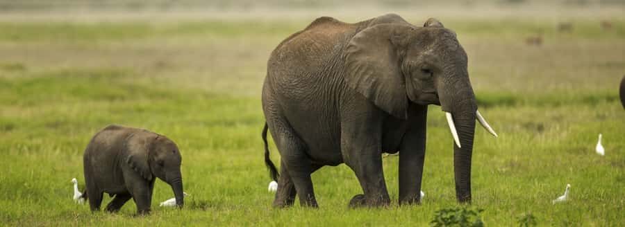 From Nairobi: Day Trip to Amboseli National Park - Price and logistics: is $422 a good value?