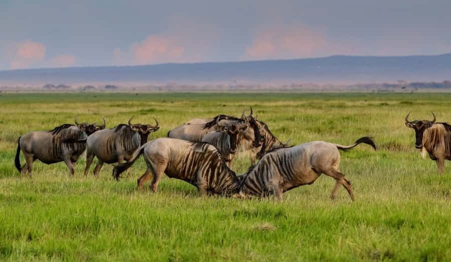 From Nairobi: Day Trip to Amboseli National Park - The Nairobi-Mombasa Highway: the trip starts before the park