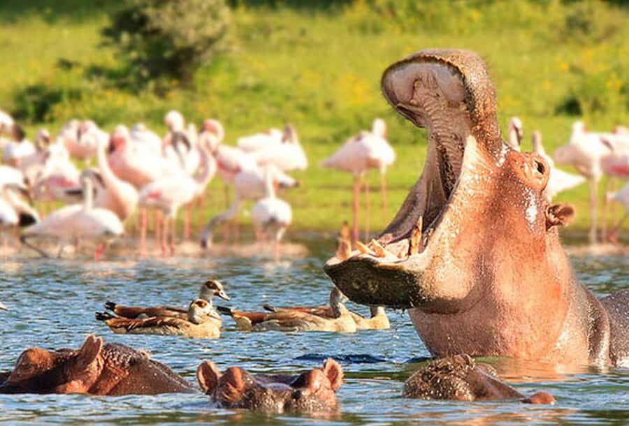 From Nairobi: Day Trip to Hells gate and Lake Naivasha - Key things that make this day trip worth your time