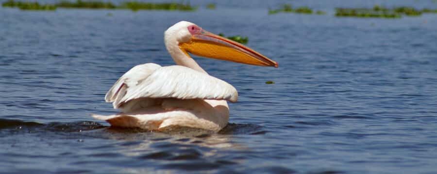 From Nairobi: Day Trip to Hells gate and Lake Naivasha - Hell’s Gate and Naivasha in one efficient 9-hour plan