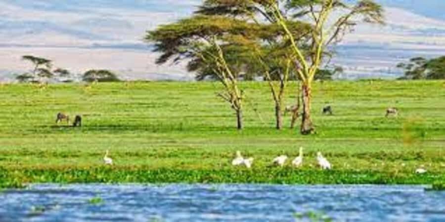 From Nairobi: Day Trip to Hells gate and Lake Naivasha - Lake Naivasha: wildlife by water, and why the boat changes everything