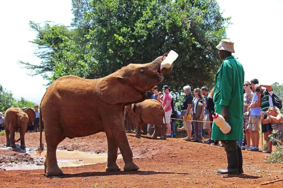 From Nairobi: Elephant Orphanage and Giraffe Center Day Trip - How the Nairobi Pickup and Timing Really Works