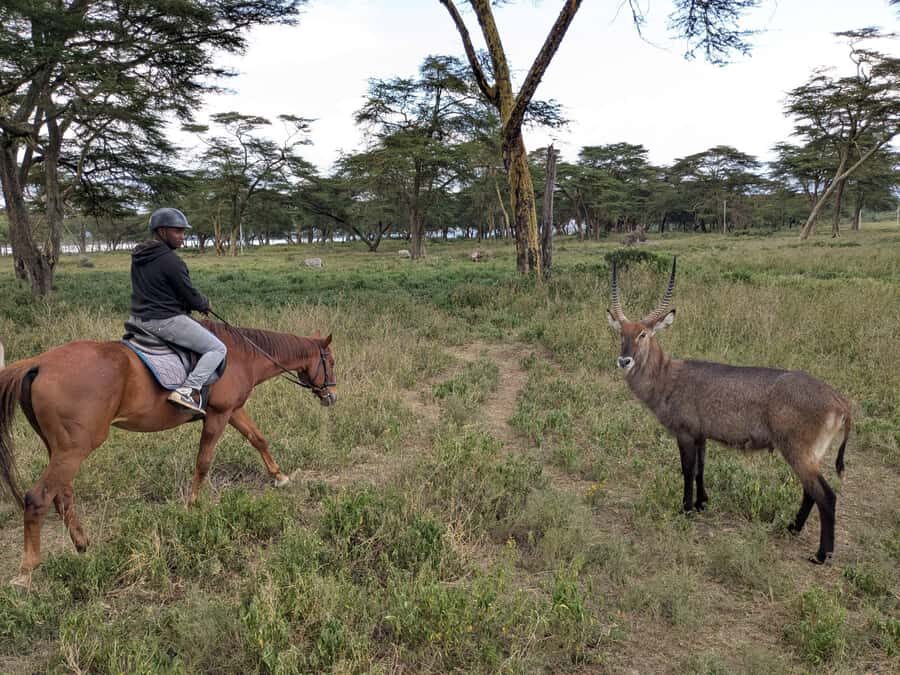 From Nairobi: Horseback Wildlife Safari with Transfer & Meal - The lunch stop in a local restaurant: hearty fuel on the way back