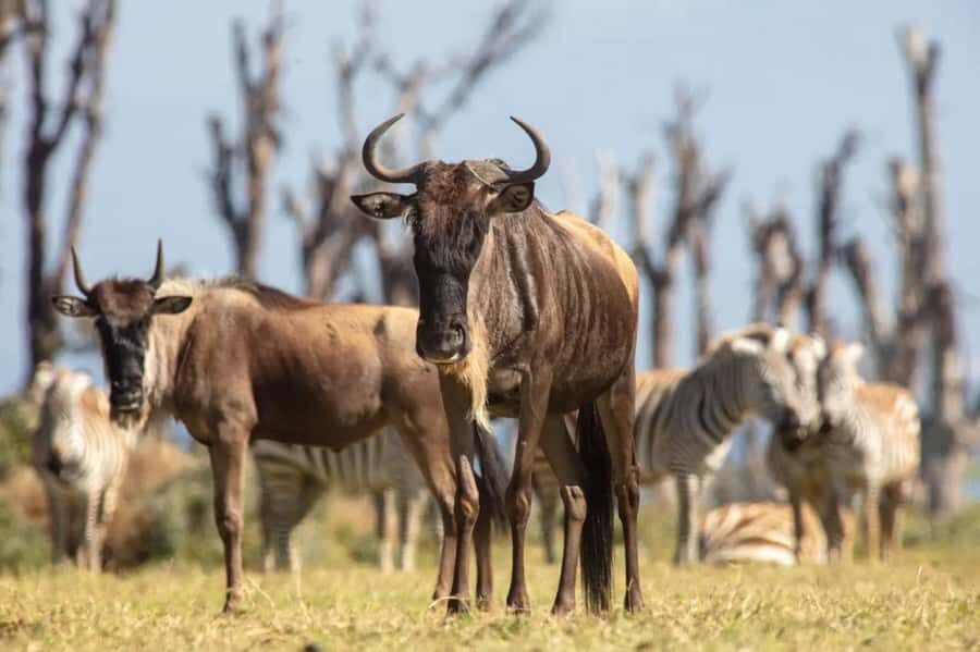 From Nairobi: Horseback Wildlife Safari with Transfer & Meal - What to pack (and what not to do) for a comfortable ride