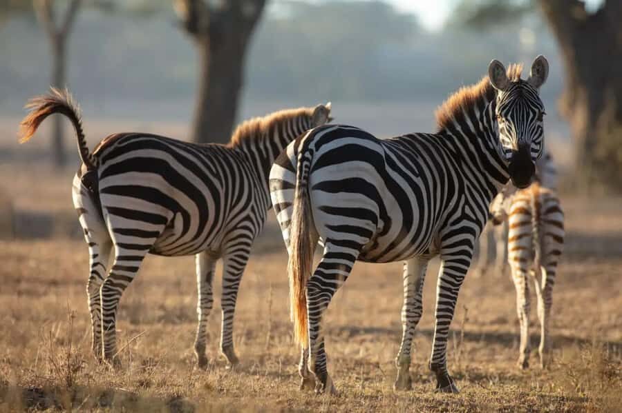 From Nairobi: Horseback Wildlife Safari with Transfer & Meal - Who should book this horseback wildlife safari?