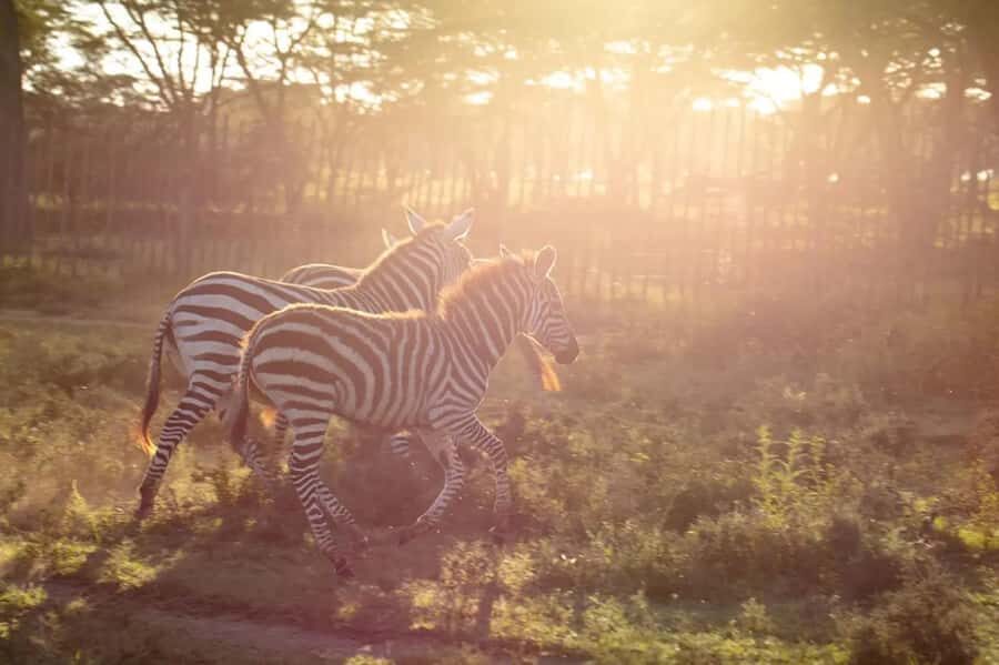 From Nairobi: Horseback Wildlife Safari with Transfer & Meal - Should you book RUYAH ADVENTURES?