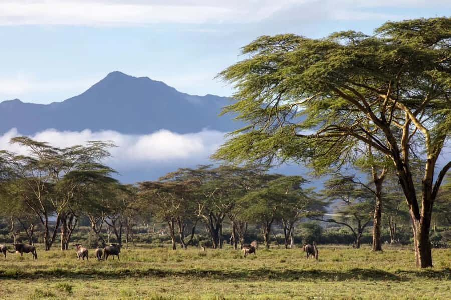 From Nairobi: Horseback Wildlife Safari with Transfer & Meal - Your 1-hour guided horseback safari: safe, paced, and built for all levels