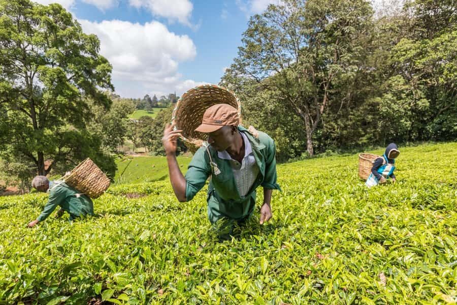 From Nairobi: Kiambethu Tea Farm Tour & Lunch - Key highlights you’ll feel in the day