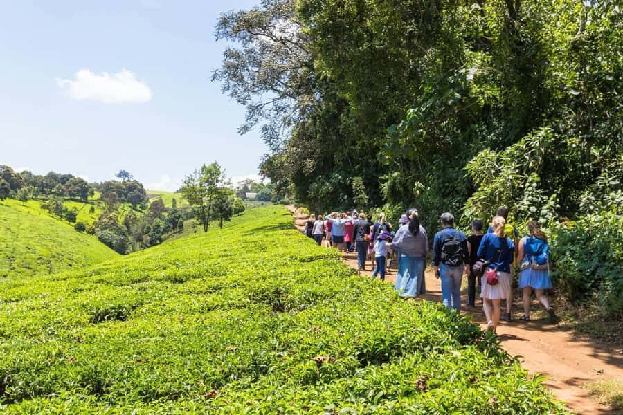 From Nairobi: Kiambethu Tea Farm Tour & Lunch - Arriving at the main house: biscuits, tea, and a slow start