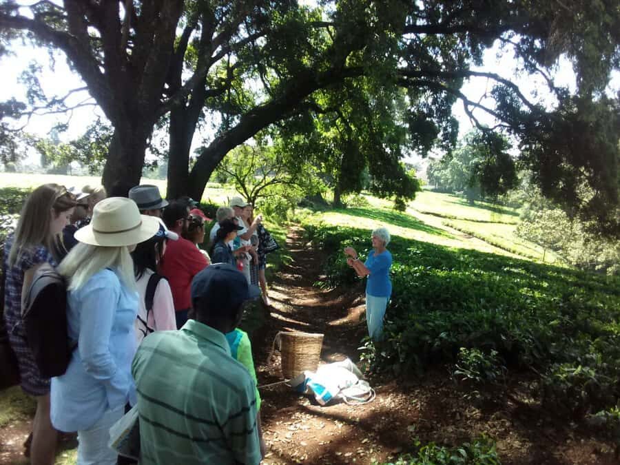 From Nairobi: Kiambethu Tea Farm Tour & Lunch - Lunch at Kiambethu: what a 3-course meal adds to the story