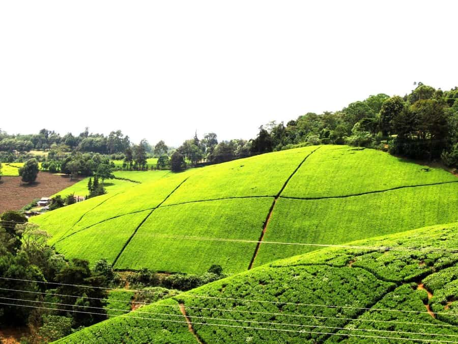 From Nairobi: Kiambethu Tea Farm Tour & Lunch - The drive to Kiambethu: a long-ish ride with a built-in payoff