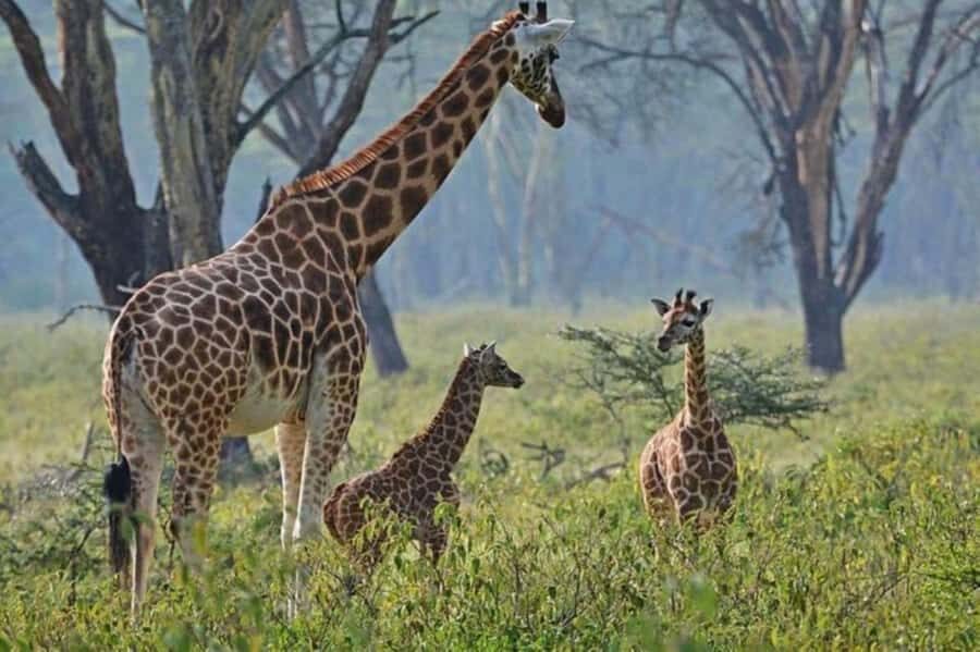 From Nairobi: Lake Nakuru National Park Full-Day Tour - Key points before you go