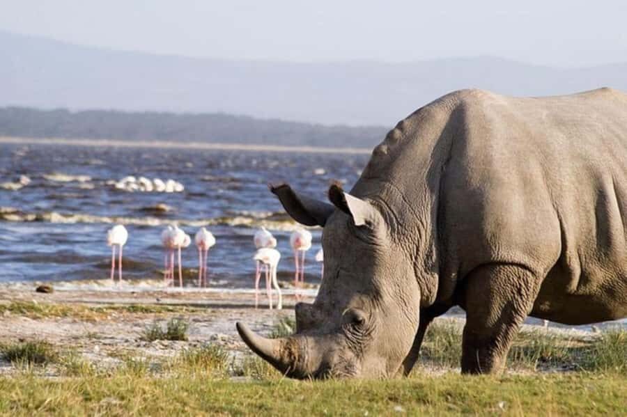 From Nairobi: Lake Nakuru National Park Full-Day Tour - Entering Lake Nakuru: fenced viewing and a focused safari flow