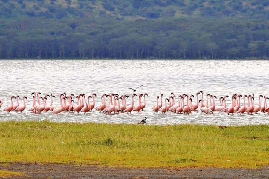 From Nairobi: Lake Nakuru National Park Full-Day Tour - Bird sanctuary since 1966: flamingos and 400+ bird species