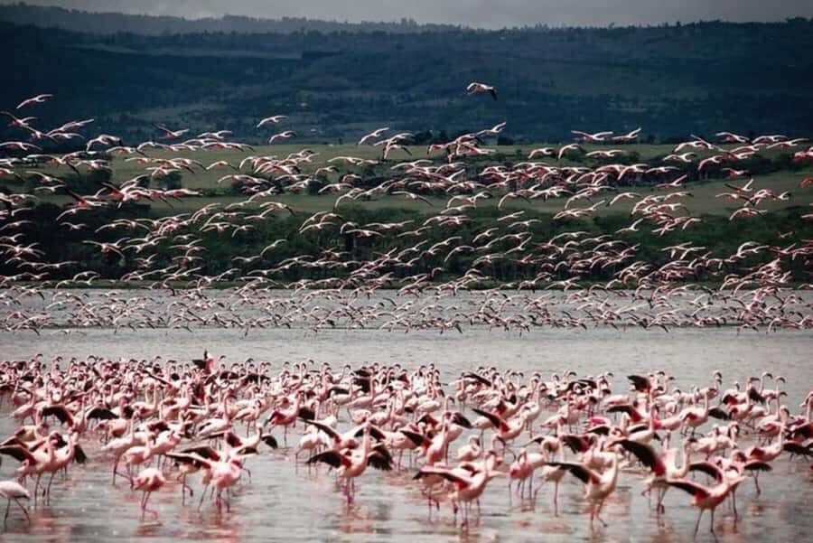 From Nairobi: Lake Nakuru National Park Full-Day Tour - A word on the guide (and why it matters)