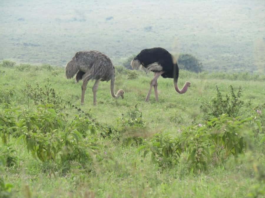 From Nairobi: Lake Nakuru National Park Full-Day Tour - Price and value: what $155 gets you (and what to budget for)
