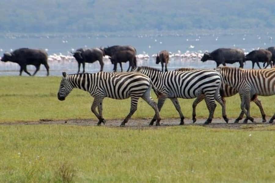 From Nairobi: Lake Nakuru National Park Full-Day Tour - The ride out: Nairobi to the Great Rift Valley viewpoint