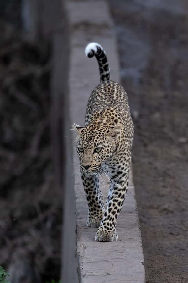From Nairobi: Maasai Mara 1-Day Safari: AW, Lunch & Pickup - The Packed Lunch Stop: Eating Without Breaking the Safari Spell