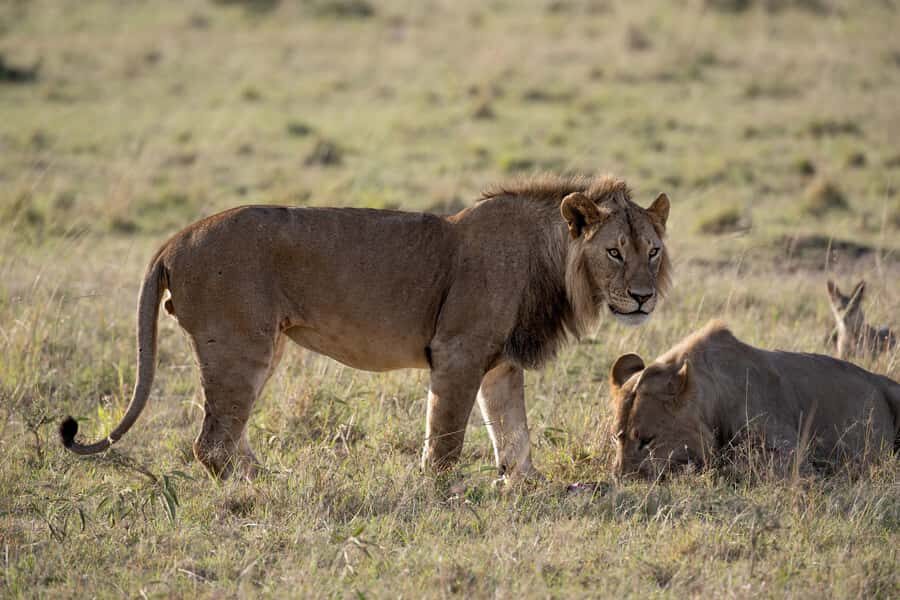 From Nairobi: Maasai Mara 1-Day Safari: AW, Lunch & Pickup - Game Drive #2: Afternoon Chances for Predators and Better Photos