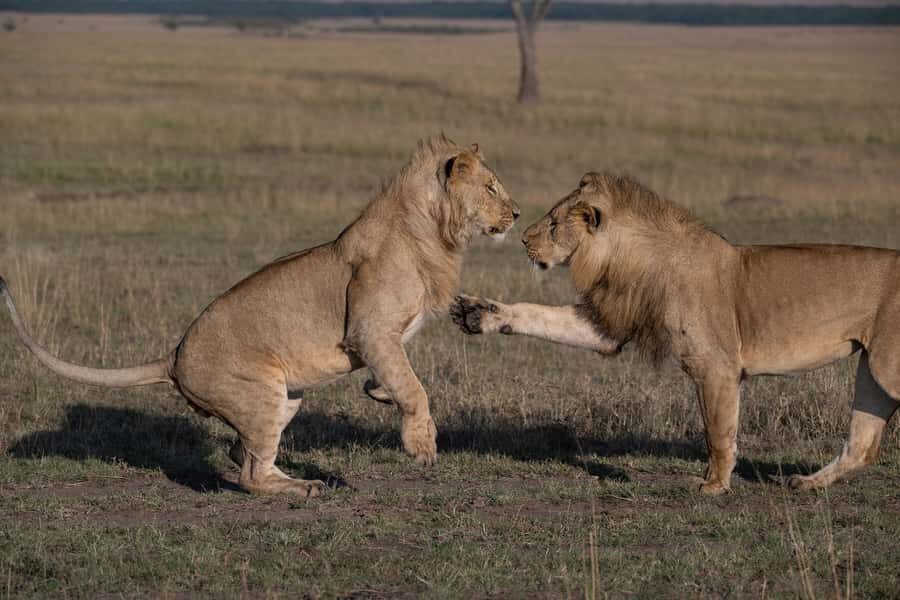 From Nairobi: Maasai Mara 1-Day Safari: AW, Lunch & Pickup - Price and Park Fees: What the $180 Really Buys