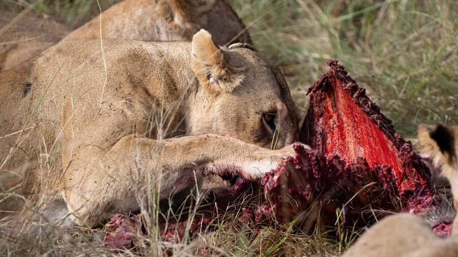 From Nairobi: Maasai Mara 1-Day Safari: AW, Lunch & Pickup - Small Group Safari: Why Limited Seats Matter